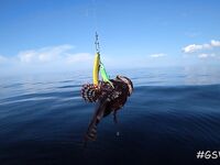 Треска не пришла, зато всё остальное