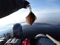 Треска не пришла, зато всё остальное