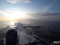 Треска не пришла, зато всё остальное