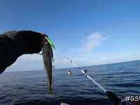 Треска не пришла, зато всё остальное