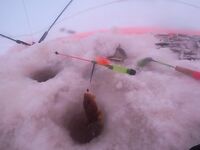 Рявча в Кади дала жару