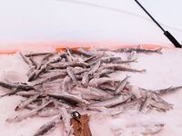 Рявча в Кади дала жару