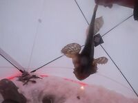 Рявча в Кади дала жару