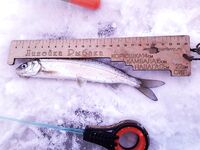 Рявча в Кади дала жару