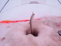 Отлив и ожидание воды