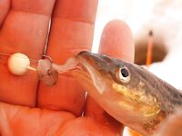 Не тот день, не то место