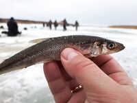 Прыгнул на последний лёд