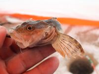 Ночная дорога в Луду и трофейная навага