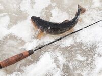 Ночная дорога в Луду и трофейная навага