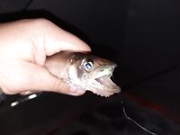 Белое море: промах с местом ловли