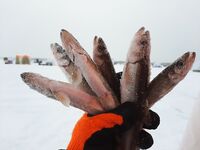 Белое море: промах с местом ловли