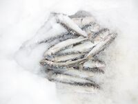 Белое море: пурга и немного корюшки