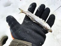 Белое море: ветер, палатка и мелочь