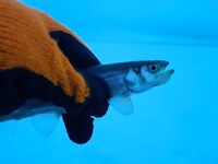 Белое море: ветер, палатка и мелочь