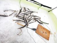 Белое море: удачная махалка