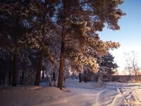 Белое море: мороз, палатки и корюшка