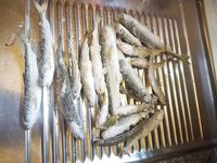 Белое море: мороз, палатки и корюшка