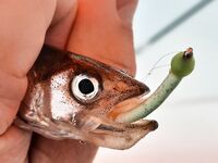 Белое море: новый помор и старая махалка