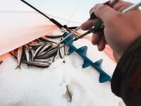 Белое море: новый помор и старая махалка