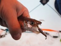 Белое море: новый помор и старая махалка