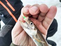 Белое море: махалки у Сухого моря