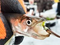 Белое море: махалки у Сухого моря