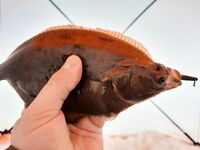 Белое море: снова Сухое море и махалки