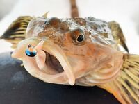 Белое море: снова Сухое море и махалки