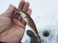 Белое море: сон победил рыбалку