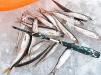 Белое море: сон победил рыбалку