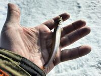 Белое море: весна, лёд и солнце