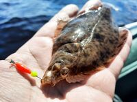 Белое море: жара, мелочь и рыба под солнцем