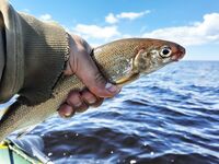 Белое море: жара, мелочь и рыба под солнцем