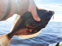 Белое море: жара, мелочь и рыба под солнцем