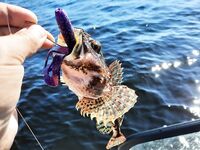 Белое море: треска и рявча на солнцепёке