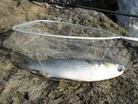 Тоскана, Марина ди Гроссето — рыбалка у молов, поплавки и спорная кефаль