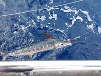 Тенерифе, июль–август: 32 часа троллинга, один белый марлин и разбор контор