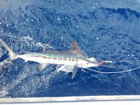 Тенерифе, июль–август: 32 часа троллинга, один белый марлин и разбор контор