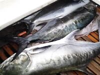 Черногория, береговая программа для отдыхающих с акцентом на реки