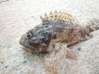 Черногория, Будва и окрест — ультралайт, пилькеры 10 г и кошка на одинарнике