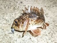 Черногория, Будва и окрест — ультралайт, пилькеры 10 г и кошка на одинарнике