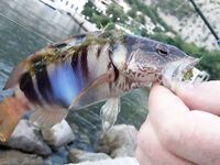 Черногория, Будва и окрест — ультралайт, пилькеры 10 г и кошка на одинарнике