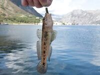 Черногория, Будва и окрест — ультралайт, пилькеры 10 г и кошка на одинарнике