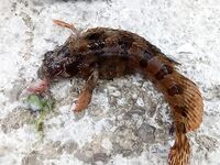 Черногория, Будва и окрест — ультралайт, пилькеры 10 г и кошка на одинарнике