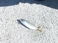 Черногория, Будва и окрест — ультралайт, пилькеры 10 г и кошка на одинарнике