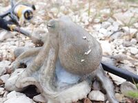 Будванские рассветы и барракуды