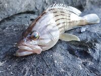 Будванские рассветы и барракуды