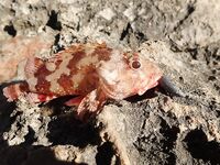 Будванские рассветы и барракуды