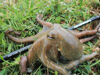 Будванские рассветы и барракуды