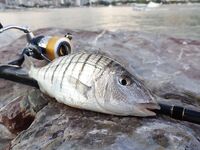 Будванские рассветы и барракуды